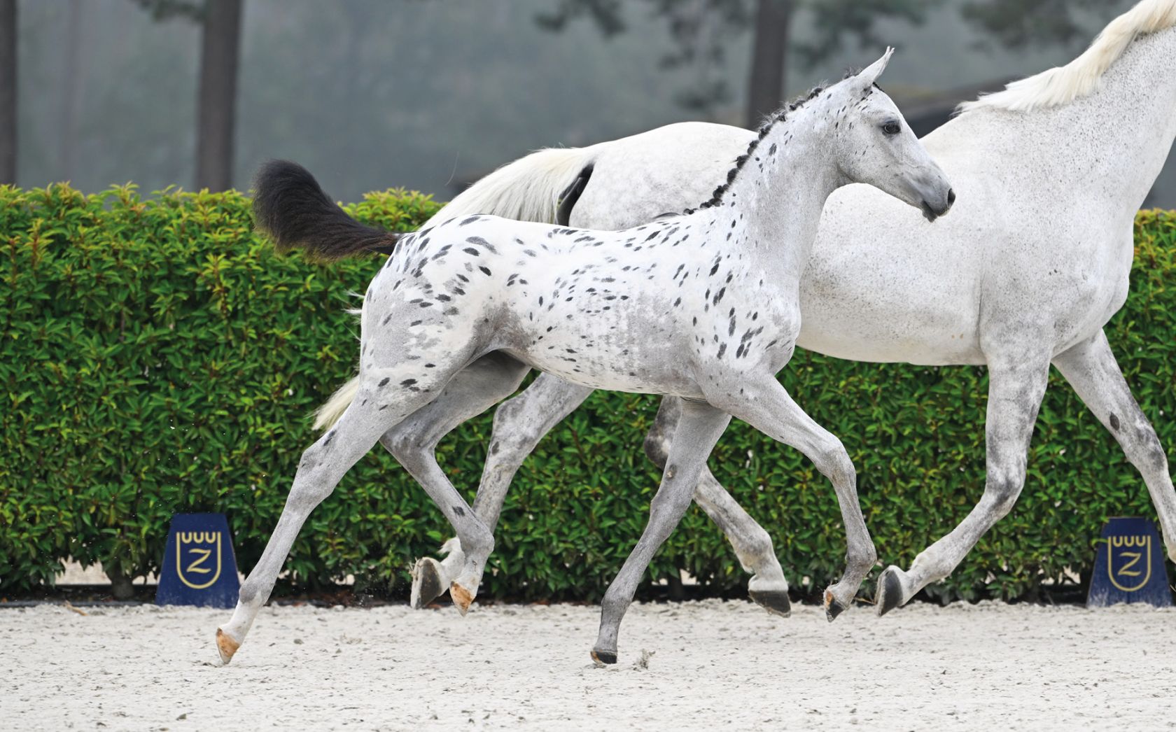 J-NIUS V.V. Z - Genetic powerhouse with a dotted twist! | Studfarm